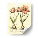 Bombilla Jardín Iii - Basilius Besler | Cuadro decorativo de Canvas Lab