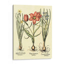 Bombilla Jardín Iv - Basilius Besler | Cuadro decorativo de Canvas Lab