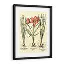 Bombilla Jardín Iv - Basilius Besler | Cuadro decorativo de Canvas Lab