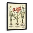 Bombilla Jardín Iv - Basilius Besler | Cuadro decorativo de Canvas Lab