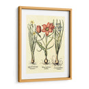 Bombilla Jardín Iv - Basilius Besler | Cuadro decorativo de Canvas Lab