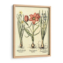 Bombilla Jardín Iv - Basilius Besler | Cuadro decorativo de Canvas Lab