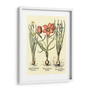 Bombilla Jardín Iv - Basilius Besler | Cuadro decorativo de Canvas Lab