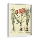 Bombilla Jardín Iv - Basilius Besler | Cuadro decorativo de Canvas Lab