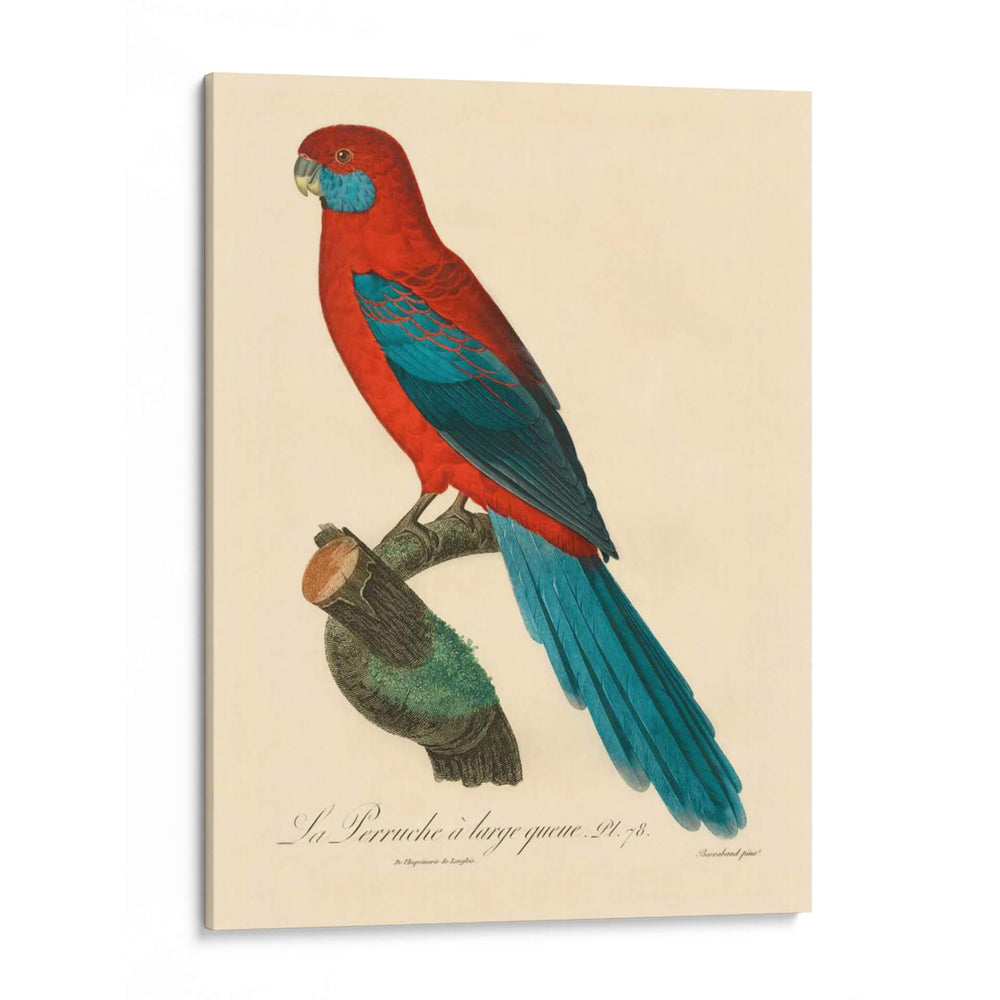 Barraband Parrot, Pl 78 - Barraband | Cuadro decorativo de Canvas Lab