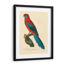 Barraband Parrot, Pl 78 - Barraband | Cuadro decorativo de Canvas Lab