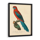 Barraband Parrot, Pl 78 - Barraband | Cuadro decorativo de Canvas Lab