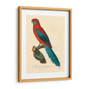 Barraband Parrot, Pl 78 - Barraband | Cuadro decorativo de Canvas Lab