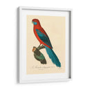 Barraband Parrot, Pl 78 - Barraband | Cuadro decorativo de Canvas Lab
