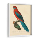 Barraband Parrot, Pl 78 - Barraband | Cuadro decorativo de Canvas Lab