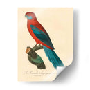 Barraband Parrot, Pl 78 - Barraband | Cuadro decorativo de Canvas Lab