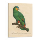 Barraband Parrot, Pl 110 - Barraband | Cuadro decorativo de Canvas Lab
