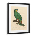 Barraband Parrot, Pl 110 - Barraband | Cuadro decorativo de Canvas Lab