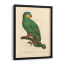 Barraband Parrot, Pl 110 - Barraband | Cuadro decorativo de Canvas Lab