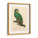 Barraband Parrot, Pl 110 - Barraband | Cuadro decorativo de Canvas Lab