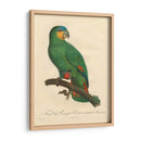 Barraband Parrot, Pl 110 - Barraband | Cuadro decorativo de Canvas Lab