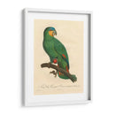 Barraband Parrot, Pl 110 - Barraband | Cuadro decorativo de Canvas Lab