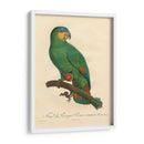 Barraband Parrot, Pl 110 - Barraband | Cuadro decorativo de Canvas Lab