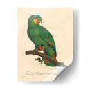 Barraband Parrot, Pl 110 - Barraband | Cuadro decorativo de Canvas Lab