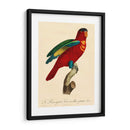 Barraband Parrot, Pl 95 - Barraband | Cuadro decorativo de Canvas Lab
