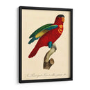 Barraband Parrot, Pl 95 - Barraband | Cuadro decorativo de Canvas Lab
