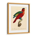Barraband Parrot, Pl 95 - Barraband | Cuadro decorativo de Canvas Lab