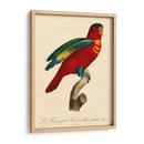 Barraband Parrot, Pl 95 - Barraband | Cuadro decorativo de Canvas Lab