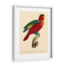 Barraband Parrot, Pl 95 - Barraband | Cuadro decorativo de Canvas Lab