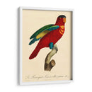 Barraband Parrot, Pl 95 - Barraband | Cuadro decorativo de Canvas Lab