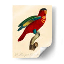 Barraband Parrot, Pl 95 - Barraband | Cuadro decorativo de Canvas Lab