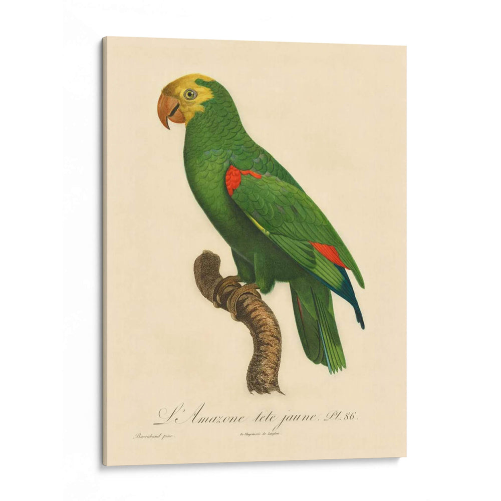 Barraband Parrot, Pl 86 - Barraband | Cuadro decorativo de Canvas Lab
