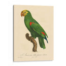 Barraband Parrot, Pl 86 - Barraband | Cuadro decorativo de Canvas Lab