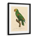 Barraband Parrot, Pl 86 - Barraband | Cuadro decorativo de Canvas Lab