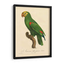 Barraband Parrot, Pl 86 - Barraband | Cuadro decorativo de Canvas Lab