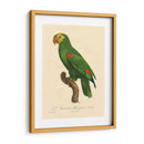 Barraband Parrot, Pl 86 - Barraband | Cuadro decorativo de Canvas Lab