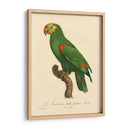 Barraband Parrot, Pl 86 - Barraband | Cuadro decorativo de Canvas Lab