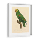 Barraband Parrot, Pl 86 - Barraband | Cuadro decorativo de Canvas Lab