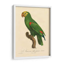 Barraband Parrot, Pl 86 - Barraband | Cuadro decorativo de Canvas Lab