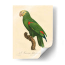 Barraband Parrot, Pl 86 - Barraband | Cuadro decorativo de Canvas Lab