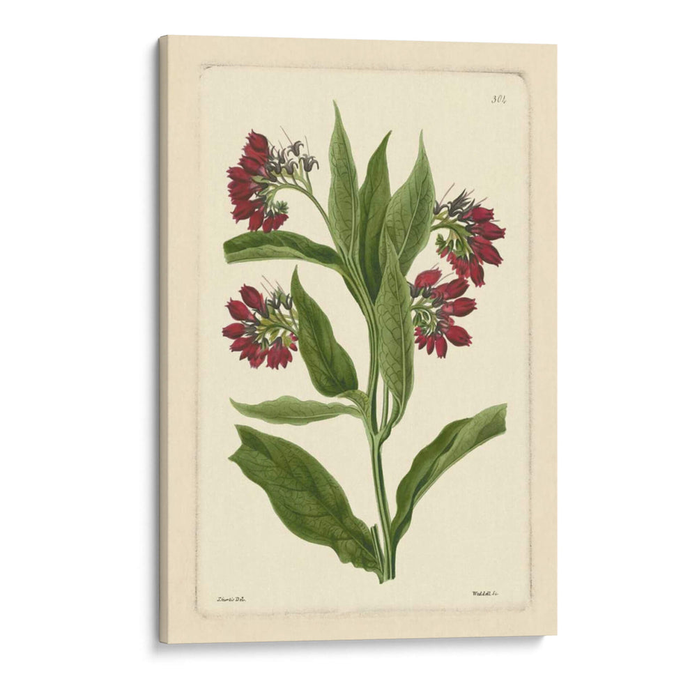 Red Curtis Botanical I - Vision Studio | Cuadro decorativo de Canvas Lab