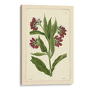 Red Curtis Botanical I - Vision Studio | Cuadro decorativo de Canvas Lab