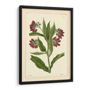 Red Curtis Botanical I - Vision Studio | Cuadro decorativo de Canvas Lab