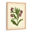 Red Curtis Botanical I - Vision Studio | Cuadro decorativo de Canvas Lab