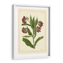 Red Curtis Botanical I - Vision Studio | Cuadro decorativo de Canvas Lab