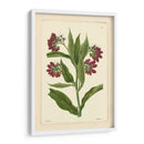 Red Curtis Botanical I - Vision Studio | Cuadro decorativo de Canvas Lab