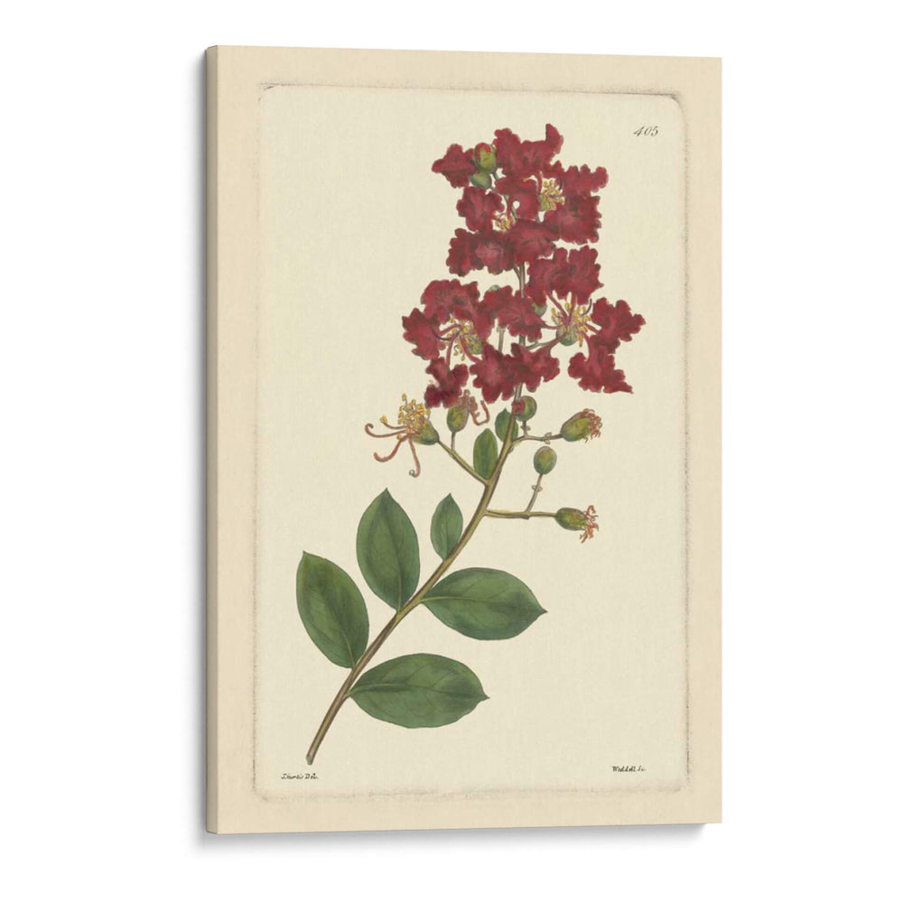 Red Curtis Botanical Ii - Vision Studio | Cuadro decorativo de Canvas Lab