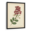 Red Curtis Botanical Ii - Vision Studio | Cuadro decorativo de Canvas Lab