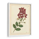 Red Curtis Botanical Ii - Vision Studio | Cuadro decorativo de Canvas Lab