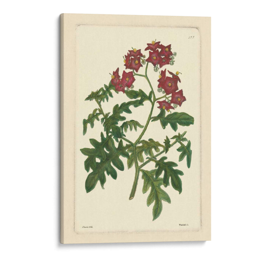 Red Curtis Botanical Iii - Vision Studio | Cuadro decorativo de Canvas Lab