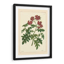 Red Curtis Botanical Iii - Vision Studio | Cuadro decorativo de Canvas Lab